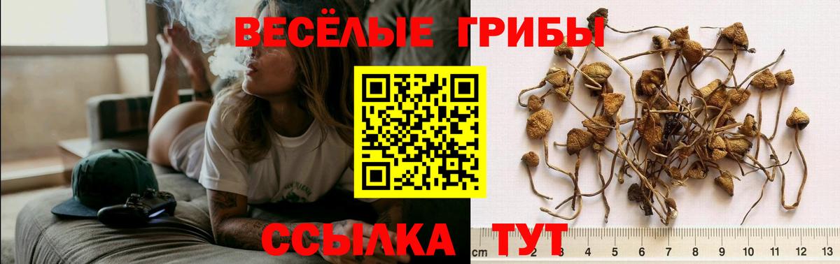 Тамбов  Псилоцибиновые грибы GOLDEN TEACHER  купить наркотик  Вход с VPN  Псилоцибиновые грибы Psilocybe 